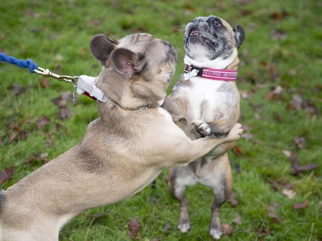 The French Bulldog Meet & Walk group’s Christmas walk at Hunsbury Hill Country Park on Sunday December 4, 2022.