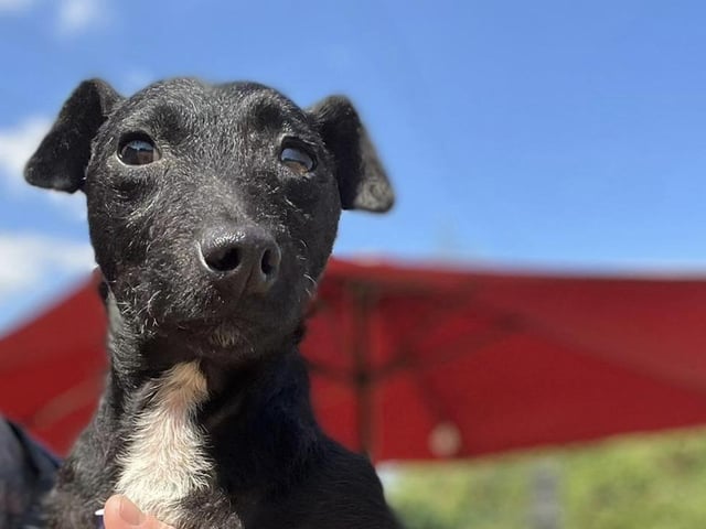 Boss is a young Patterdale chap. He came to us unchipped from a council pound. He is great with people and other dogs but absolutely not anything small and furry. A secure active home is essential for this young man.