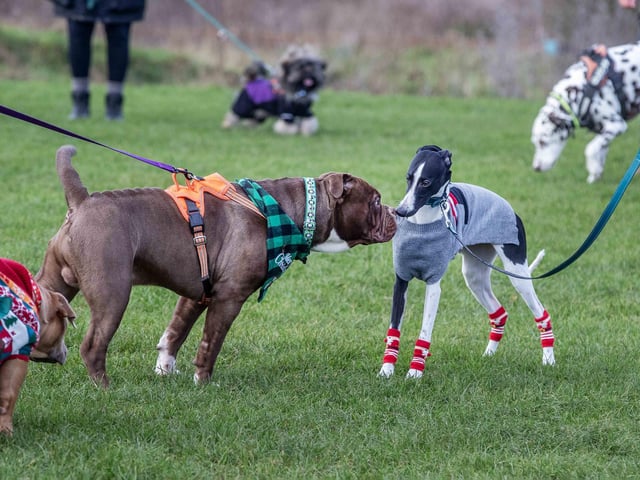 The popular event saw more than 100 dogs walked around Bradlaugh Fields in Northampton on Sunday (December 22).
