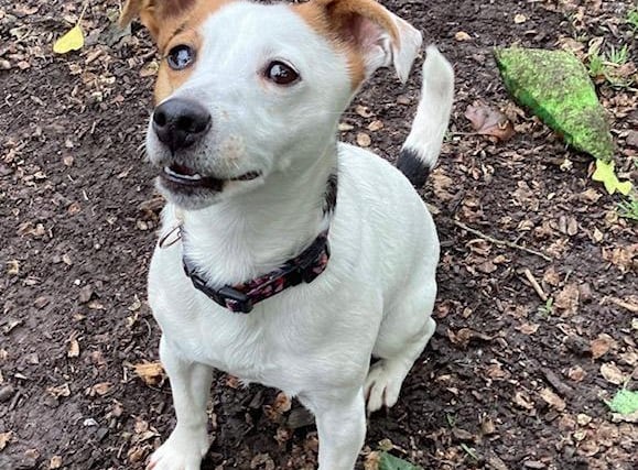 Annie said: "Violet is a sweet natured six-year-old Jack Russell terrier. She's a super friendly, happy, cuddly girl, and is fine with other dogs but not smaller furries."