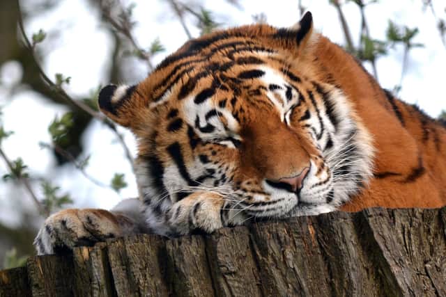 Dmitri sleeping in Kingdom of the Carnivores at Woburn Safari Park