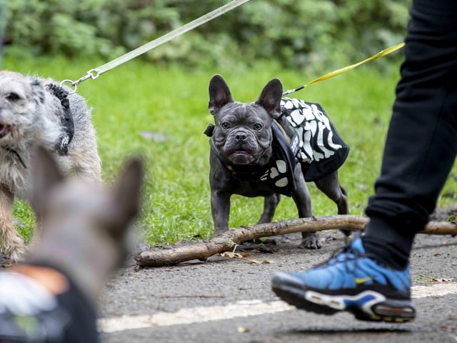 Around 60 French Bulldogs dressed up in spooky costumes for a special walk at Hunsbury Hill Country Park on Sunday (October 29).