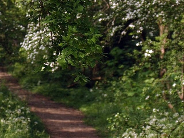 Thoroughsale Wood is an ancient woodland by Corby town centre that has walking paths and open spaces