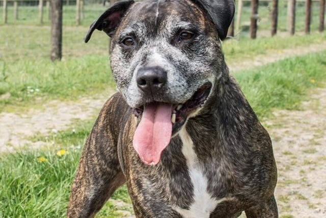 Annie said: "Nico is a lovely older boy who makes friends with everyone he meets & has a real zest for life. He knows several commands & will make some one a wonderful loyal friend."