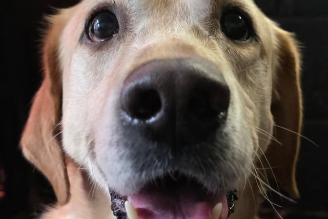 Scared Golden Lab Take a look at seven abandoned but adorable dogs looking for forever ...