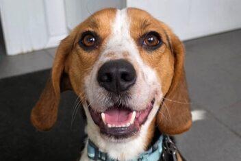 Mac is a two-and-a-half-year-old Beagle. Typical of the breed, he is super high energy and needs an active home. His favourite game is “catch me if you can” with the kennels team in the dog exercise fields. He is incredibly friendly with people and doesn’t seem bothered by other dogs.