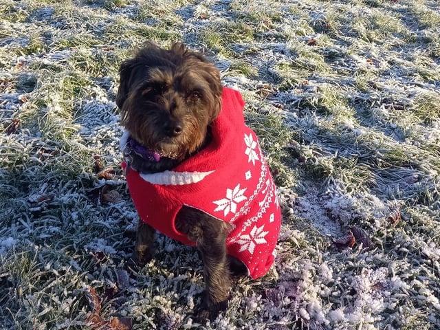"Lola loves a frosty morning walk."