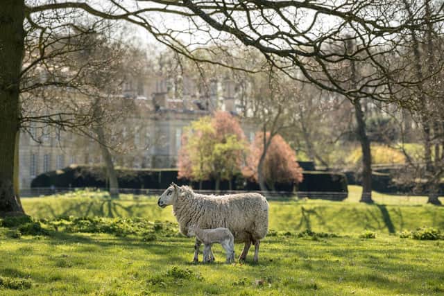 Lambs at Boughton House