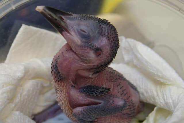 This tiny sihek is a beacon of hope for the future of this Extinct in the Wild species