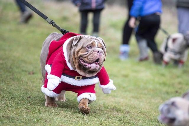This annual event took place on December 17 at Hunsbury Hill Country Park, with nearly 100 French Bulldogs who took part. From elves to Santa paws, there were an array of festive costumes as owners got into the Christmas spirit. A collection was held for French Bulldog Saviours Rescue, a charity that helps to rehabilitate and rehome the breed.