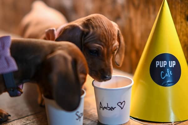 The Pup Up Cafe is expecting to welcome up to 200 dogs and their owners across the two sessions they have got planned in Northampton in May. Photo: Annie HS Photography.