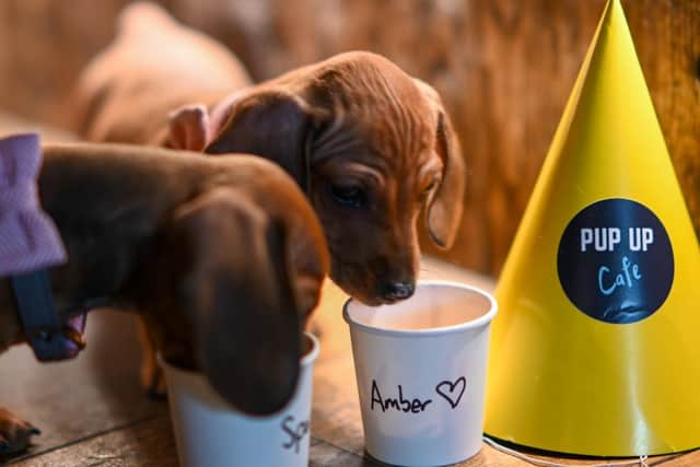 The Pup Up Cafe is expecting to welcome up to 200 dogs and their owners across the two sessions they have got planned in Northampton in May. Photo: Annie HS Photography.