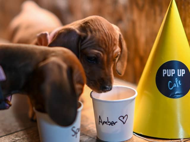 The Pup Up Cafe is expecting to welcome up to 200 dogs and their owners across the two sessions they have got planned in Northampton in May. Photo: Annie HS Photography.