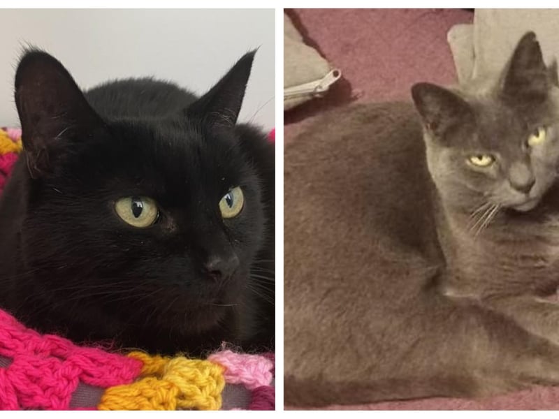 Sookie and Mia are beautiful 11-year-old sisters looking for a loving home together. They have previously lived with dogs and would be happy to live with sensible children.