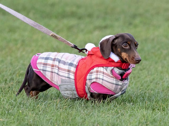 The popular event saw more than 100 dogs walked around Bradlaugh Fields in Northampton on Sunday (December 22).