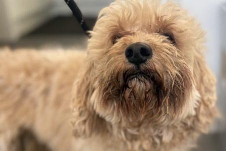 Benny, a 6-year-old Cavapoo, and his best friend Bruno, a 3-year-old Bullweiner, would love to find a home together. These sweet, friendly boys are eager to make friends with everyone. They are housetrained and can be left alone for a reasonable amount of time. They love going out and about, so a family who would include them in their activities would be the perfect fit.