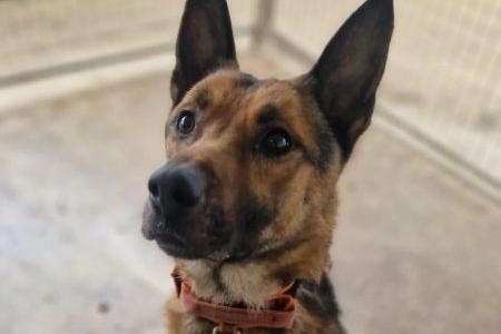 Handsome Max is a six-year-old intelligent dog who already knows quite a few commands. He walks nicely on the lead, although he can be reactive to traffic and joggers, so his new family will need to work on desensitising him to these triggers. Max cannot live with other animals. Max would thrive in a breed-experienced, adult-only home with no visitors. He is wary of strangers and takes a long time to build trust, but once he does, he is loyal and protective. A calm, quiet environment where Max can feel secure and loved will be ideal for him. If you have experience with dogs who need time to bond and are looking for a devoted companion, Max could be the perfect match for you.