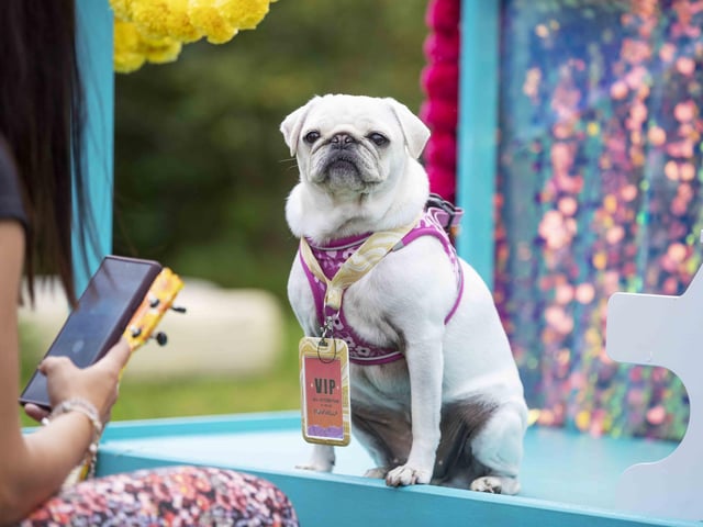 The Teddy’s Dog Care team took inspiration from Coachella festival and planned the pug equivalent, which they hope to offer annually and open up to all dog breeds.