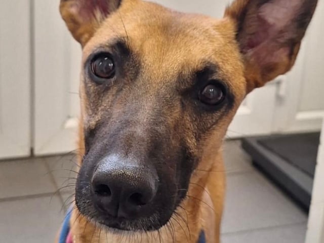 Roxy is a 3-year-old Whippet cross Kangaroo — a friendly, affectionate girl who walks well on the lead and gets along with other dogs. She needs a committed home with a secure garden, as she can be a flight risk and requires supervision.