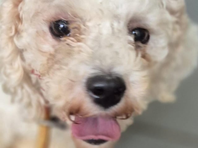 Tikki is a shy and nervous four-year-old Bichon rescued from a puppy farm. She’s looking for a quiet, experienced home with an established, confident, and friendly dog to help her come out of her shell.