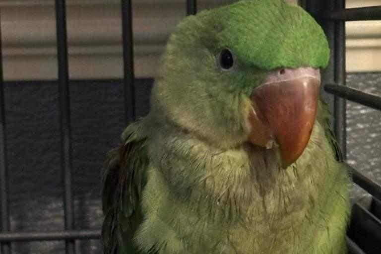 Monty pictured at home.