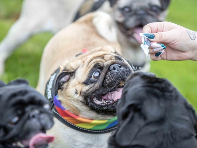 The Teddy’s Dog Care team took inspiration from Coachella festival and planned the pug equivalent, which they hope to offer annually and open up to all dog breeds.