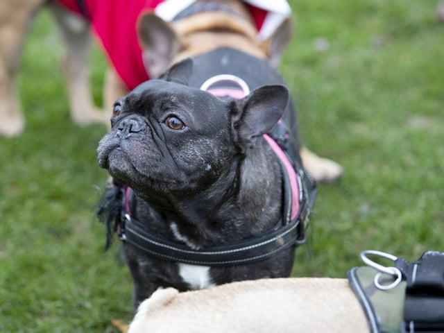 The French Bulldog Meet & Walk group’s Christmas walk at Hunsbury Hill Country Park on Sunday December 4, 2022.