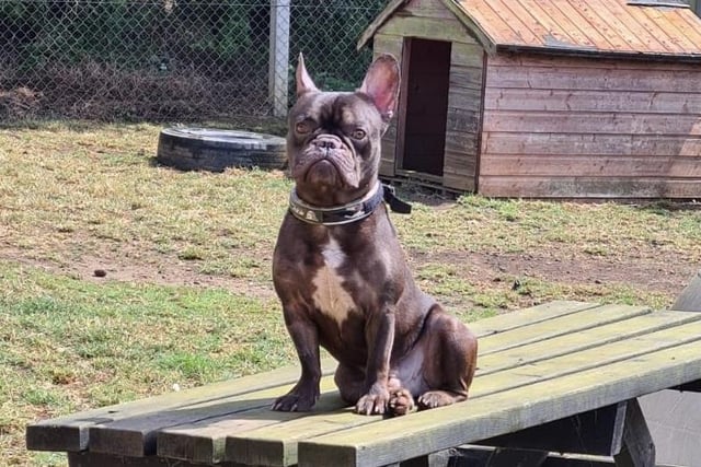 Annie said: "Coco is a handsome five year old Frenchie lad who did not have the best start to life. He has come on in leaps & bounds since being with us. Coco needs an adult only home but could live with a friendly dog with proper introductions."