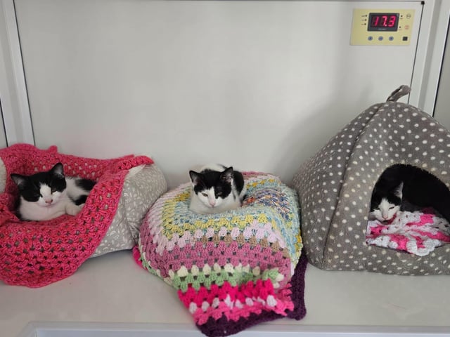 These beautiful siblings are looking for a home together. They are four-months-old. They may be able to live with other cats but have not been dog-tested. Please note we only rehome kittens where there are no children under the age of five. Dakota, Georgia and Jackson will need a nice safe garden away from busy roads so that they can safely explore once they are ready