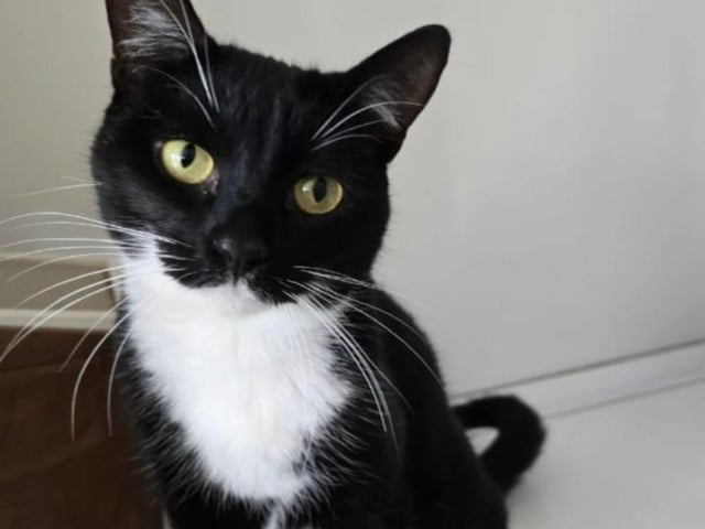 Leela is an 8-month-old kitten who must be rehomed with her brother and best friend, Rory. They need a home away from busy roads but can live happily with sensible children and other friendly cats.