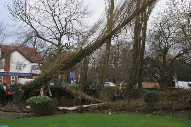 A Wigan Council tree surgeon cuts down a poplar tree in a garden at The Cherry Gardens after it was made unsafe by gales which blew down two others in 2007