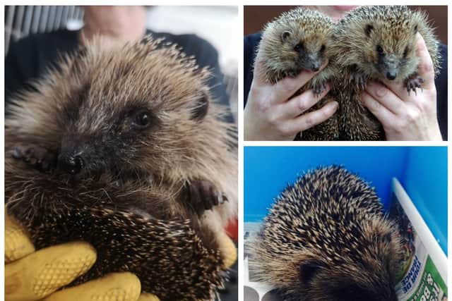 Safe release sites are needed for hedgehogs currently being looked after at Animals In Need in Little Irchester