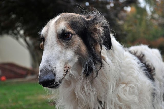 The Borzoi is a dog with a stunning coat, but a reputation of having little in the way of brains. They are also one of the cleanest breeds though, so perhaps spend so long on their own personal hygiene that they don't have much time for puzzles.
