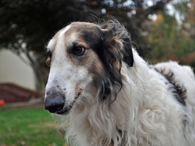 The Borzoi is a dog with a stunning coat, but a reputation of having little in the way of brains. They are also one of the cleanest breeds though, so perhaps spend so long on their own personal hygiene that they don't have much time for puzzles.