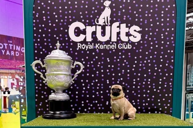 Junior's owner said it was an "unforgettable" experience.