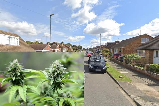 A huge cannabis factory in Coppice Drive was raided by police on January 16. 264 cannabis plants were found. (Photo by ANGELA WEISS/AFP via Getty Images) Google.