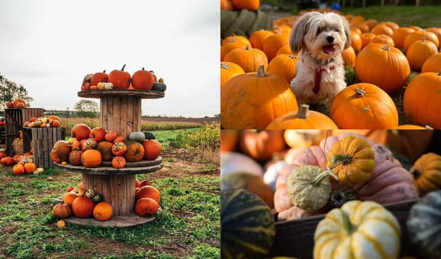 There are plenty of places in the county to go pumpkin picking this autumn...