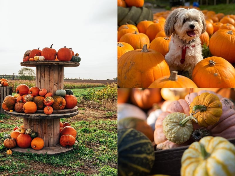 There are plenty of places in the county to go pumpkin picking this autumn...