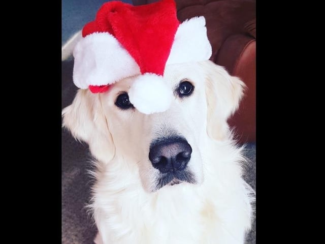 "Star is a true Christmas Star in this photo."