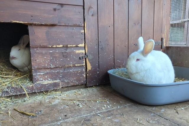 Rosemary and Fennel have been in our care the longest, for a year! They are a two-year-old neutered, vaccinated and chipped, bonded pair.