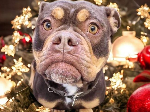 Bear is a four-year-old Boston terrier cross Bulldog. She's a lovely affectionate girl and is good with other dogs, but not cat tested.