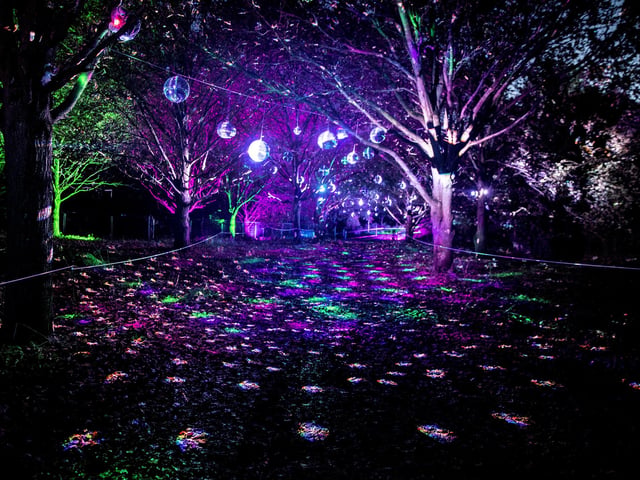 The Winter Light Trail at Delapre Abbey from November 18, 2022 to January 2, 2023.