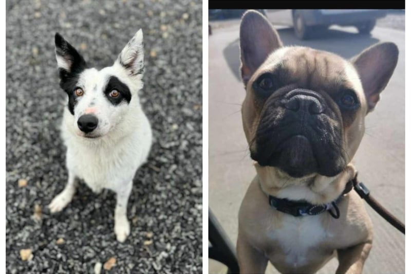 PICTURES: Six abandoned but adorable dogs looking for their forever ...