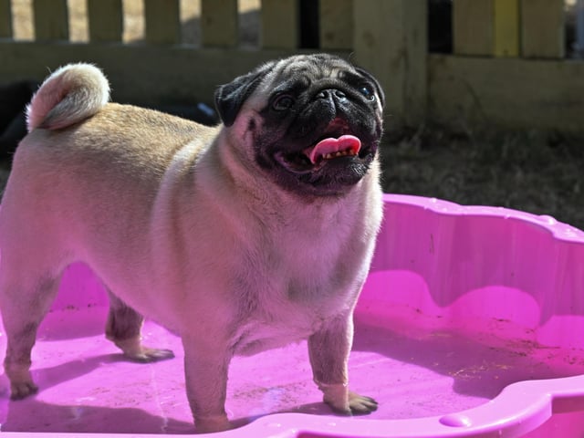 Pugs and their owners travelled across the country to be part of the occasion, which takes inspiration from Coachella festival and returned to Northampton on Sunday (August 23) with a pool party theme.