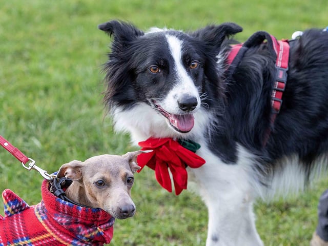 The popular event saw more than 100 dogs walked around Bradlaugh Fields in Northampton on Sunday (December 22).