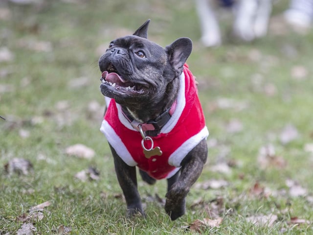 Nearly 100 French Bulldogs wore Christmas outfits for a festive walk at Hunsbury Hill Country Park on Sunday (December 17).
