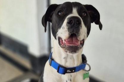 Moose is approximately six months old and is currently under assessment.