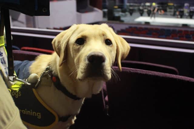 A guide dog puppy stood in the theatre