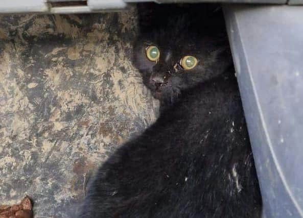 Stig the cat somehow survived the bin lorry's giant crushers