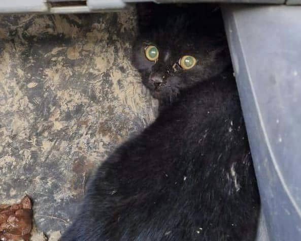 Stig the cat somehow survived the bin lorry's giant crushers